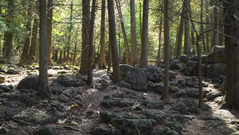 sun shining through the trees on a rocky fall landscape in milton