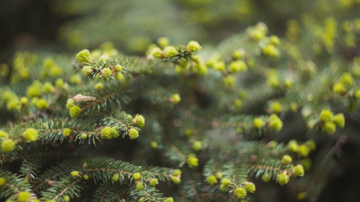 Gule blomster blomstrer på furutre