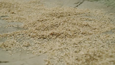 cerca de las semillas de pimienta de campana bebé listas para entrar en el suelo cultivo de plantas y cultivo de cultivos frescos y saludables