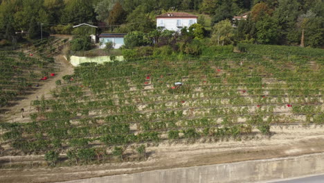 farmer harvesting vineyard red wine vine grapes harvest