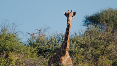 giraffe in african savanna