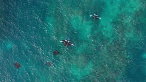 Top-down-aerial-of-five-manta-rays-swimming-at-the-surface-against-the-current