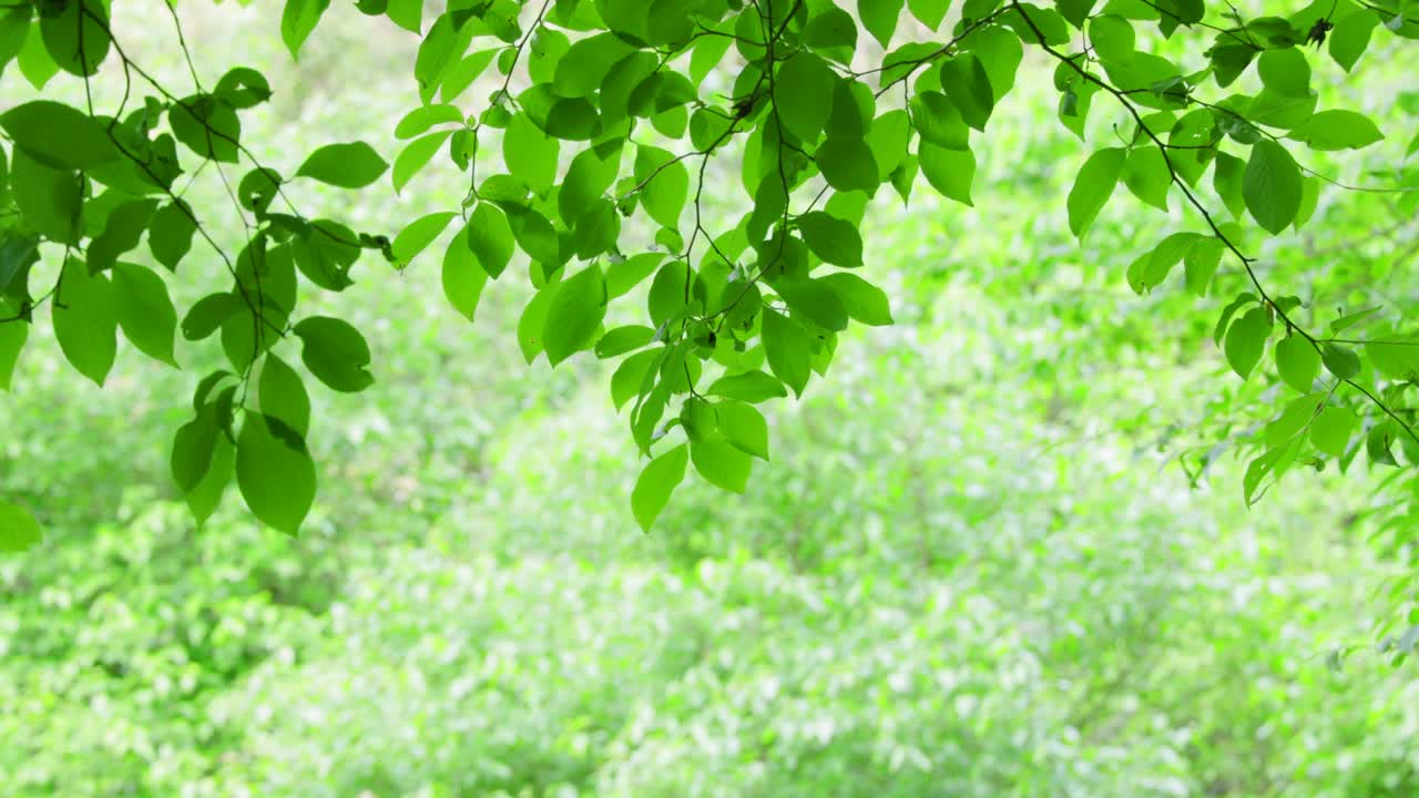 밝은 초록색의 봄 식물