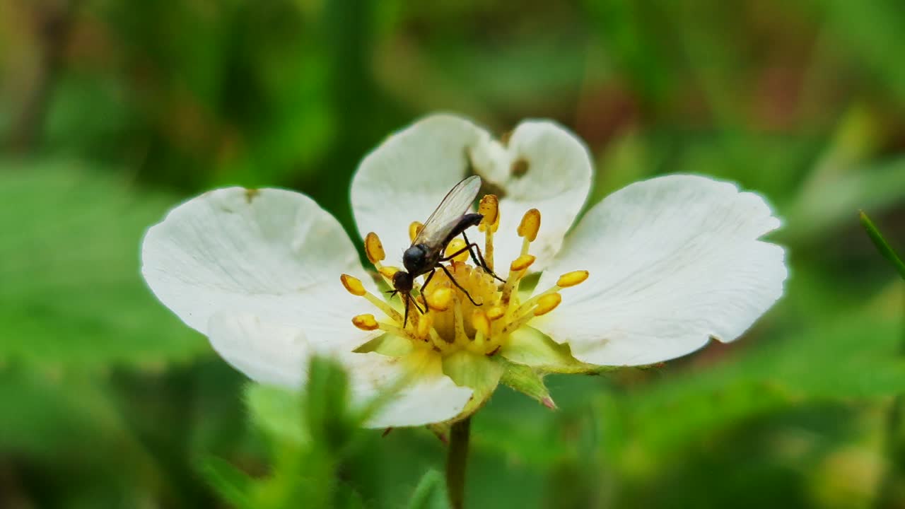 insectos flores de colores en un jardín de verano con girasoles