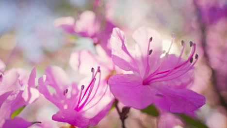 closeup of pink azalea flowers