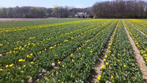 Luftfliege-über-Gelbe-Tulpenfelder-In-Richtung-Haus-In-Der-Holländischen-Landschaft