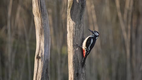 Vista-De-Perfil-Del-Gran-Pájaro-Carpintero-Manchado-En-El-Costado-Del-Tronco-Del-árbol,-Vuela