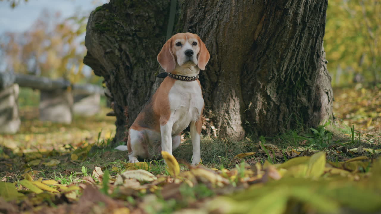 beagle dog sits calmly on leash near tree in quiet autumn park, surrounded by fallen leaves and soft sunlight, appearing alert and thoughtful in peaceful natural setting
