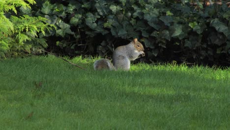 squirrel finds nut in green grass, begins to eat it then jumps up into tree