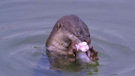 River-Smooth-Coated-Otter,-Der-Sich-Von-Einem-Fisch-Ernährt---Nahaufnahme