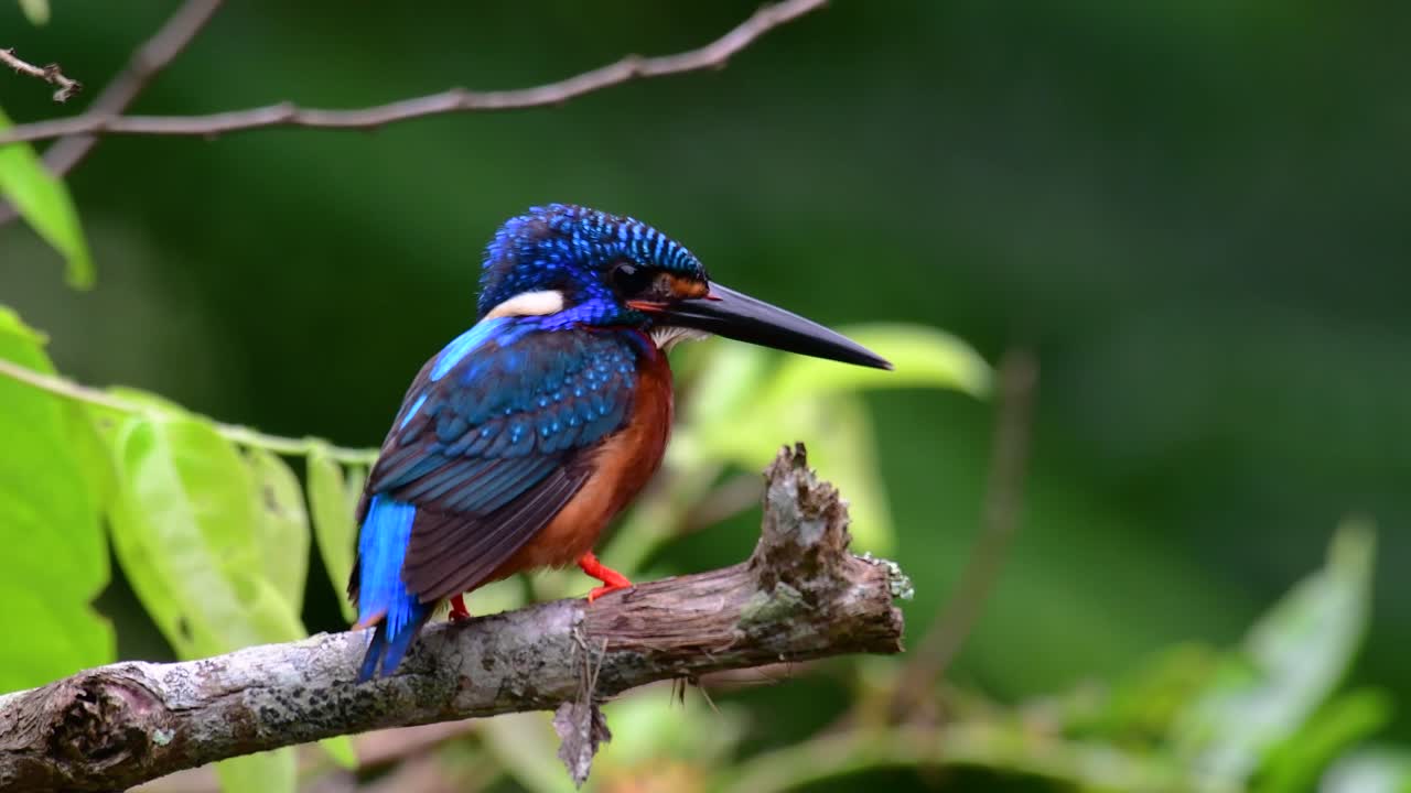 el martín pescador de orejas azules es un pequeño martín pescador que se encuentra en tailandia y es buscado por los fotógrafos de aves debido a sus hermosas orejas azules, ya que es una pequeña, linda y esponjosa bola de plumas azules de un pájaro