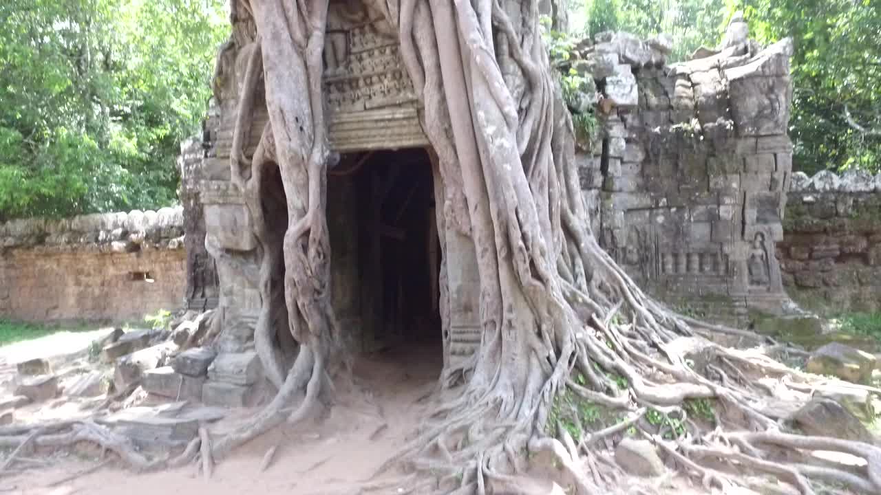 Ancient Temple Ruins with Tree Roots