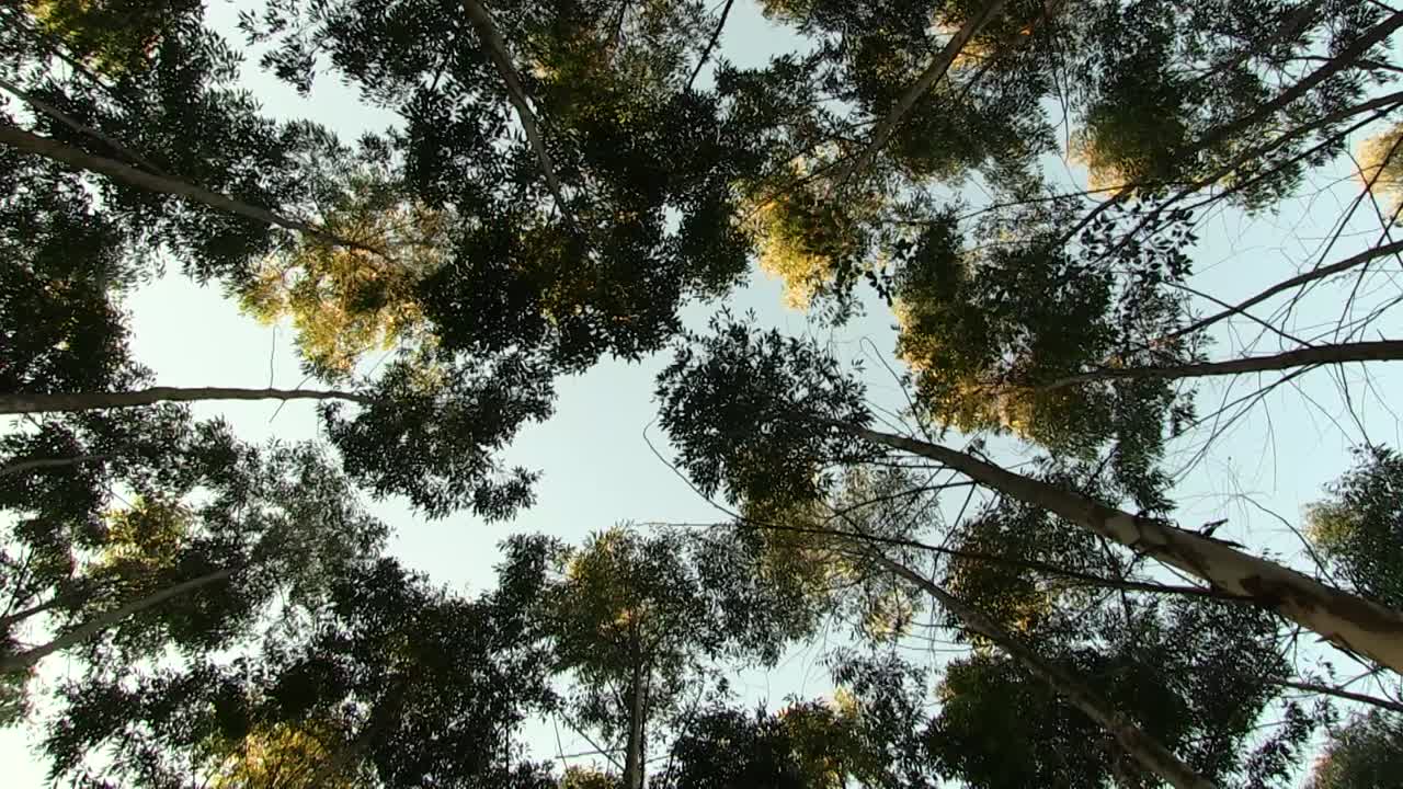 bosques del sur de áfrica, eucaliptos