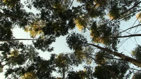 Forests-of-Southern-Africa,-Eucalyptas