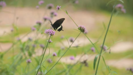 Mariposa-Negra-Con-Pequeñas-Tiras-Blancas-En-Una-Flor-Morada-Alimentándose-En-Un-Jardín-Botánico