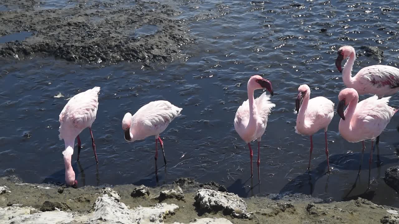 flamencos en el agua