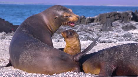 sea lions fight on a beach in the galapagos islands ecuador 1