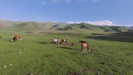 Hermoso-Paisaje-Con-Caballos-En-Un-Pasto