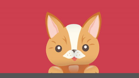 animation of cute pet cat, on pink background