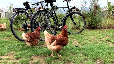 Chicken-Hen-looking-for-food-Pecking-At-The-Ground-in-grass-meadow