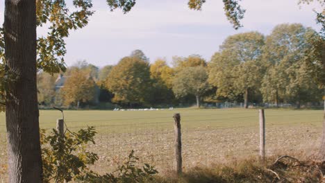 Scenic-rural-field-in-autumn-panning-to-pretty-smiling-European-Female-motorcyclist-in-leather-jacket-riding-on-road-with-golden-leaf-color-Trees-in-forest-on-sunny-day