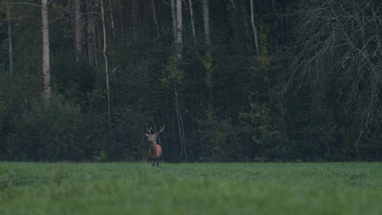 одинокий молодой олень идет и ест в вечерних сумерках поздней осени