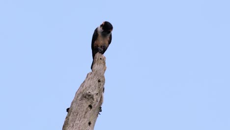 the black-thighed falconet is one of the smallest birds of prey found in the forests in some countries in asia