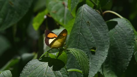 Yellow-Orange-Tip,-Ixias-pyrene,-Kaeng-Krachan-National-Park,-UNESCO-World-Heritage,-Thailand