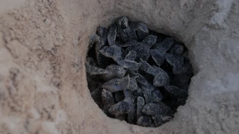 crías de tortugas marinas verdes que salen de un nido en la arena 4k
