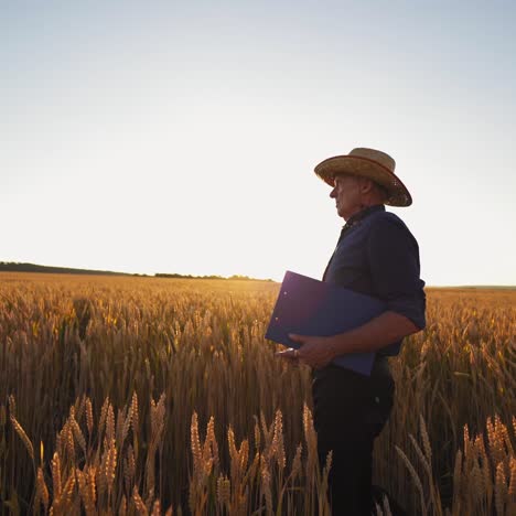 agriculturist inspects the crop in farmland. farmer in hat with a folder walking on golden field against bright sunlight in summer.