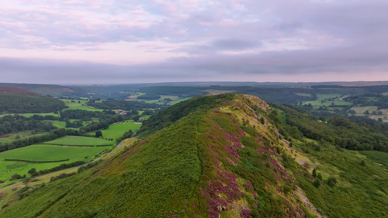 북부 요크 무어스 (north york moors) 에 있는 하우비 힐 (hawby hill) 의 드론 영상, 여름 해가 지는 동안 꽃이 피는 히더 (heather) 와 함께, 따뜻한 해가 지면에 비추어져 있다.
