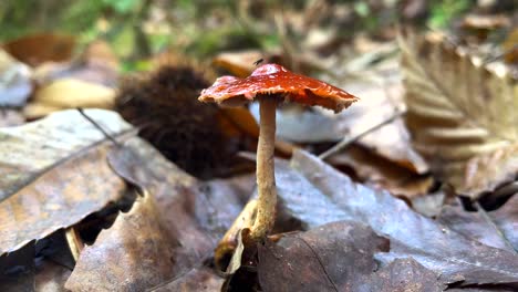 toxic red mushroom super close up with a fly on top