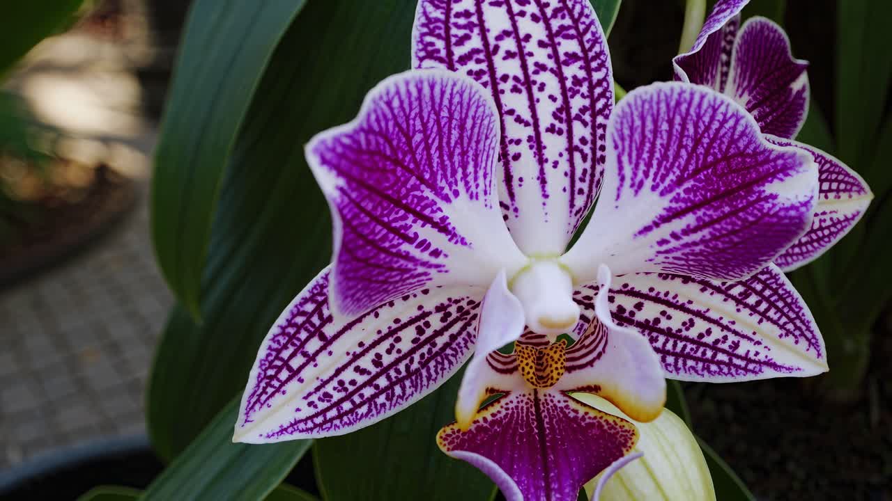 Giardino tropicale lussureggiante con orchidee vivaci, ripreso da un'angolazione bassa, creando un'esperienza immersiva