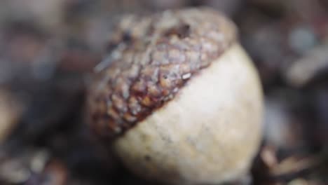 close-up of an acorn on forest ground focused in front of the camera