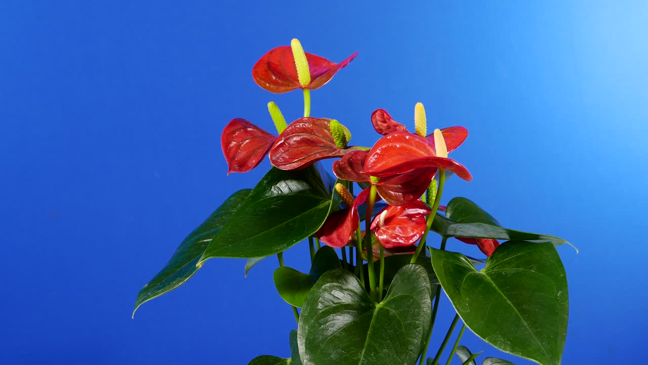 Moving Around Exotic Flowers Plant - Bluescreen For Compositing