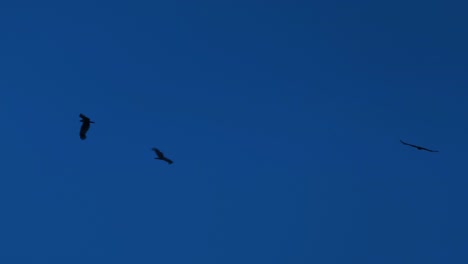 Birds-flying-in-a-circle-in-the-blue-sky