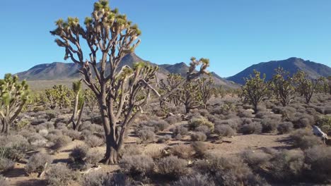 paisaje desértico del parque nacional joshua tree, plantas de yuca, california