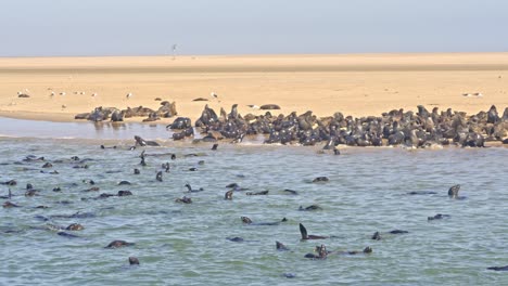 A colony of Cape fur seal (Arctocephalus pusillus), at Walvis Bay Namibia, some resting on the shore and others swimming and diving in the sea.
