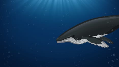 animated sequence revealing a whale's internal anatomy