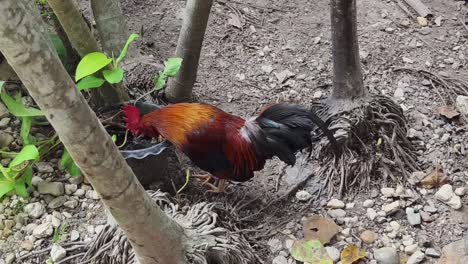 rooster in a garden