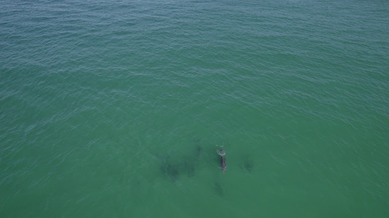 일반적인 병코 돌고래가 수영하는 잔잔한 푸른 바다 위에서 보기