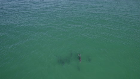 vista desde arriba del mar azul tranquilo con delfines nariz de botella comunes nadando