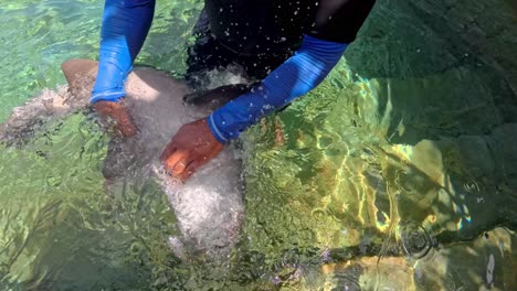 scuba divers feeding and stroking shark out of ocean water