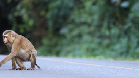 un mono camina cautelosamente a través de una carretera