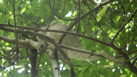 Giant-chameleon-slowly-crawling-forward-through-undergrowth-in-Madagascar,-perfectly-blending-in-by-adapting-color-of-environment