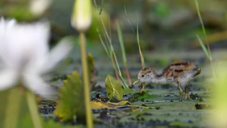 Hermosos-Polluelos-De-Jacana-Alimentándose-En-Un-Estanque-De-Nenúfares-Por-La-Mañana