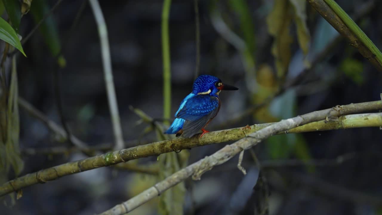 Blue-eared Kingfisher Resting On The Plant At Shaded Forest Stream. - closeup shot