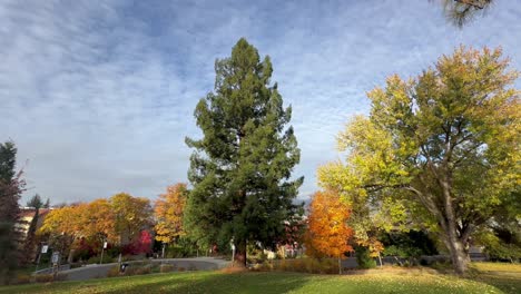 Douglas-fir,-maple-trees,-and-leaves-falling-in-a-park-in-Ashland,-Oregon