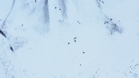 People-sliding-down-snowy-hill-on-traditional-sleds,-winter-activity,-aerial