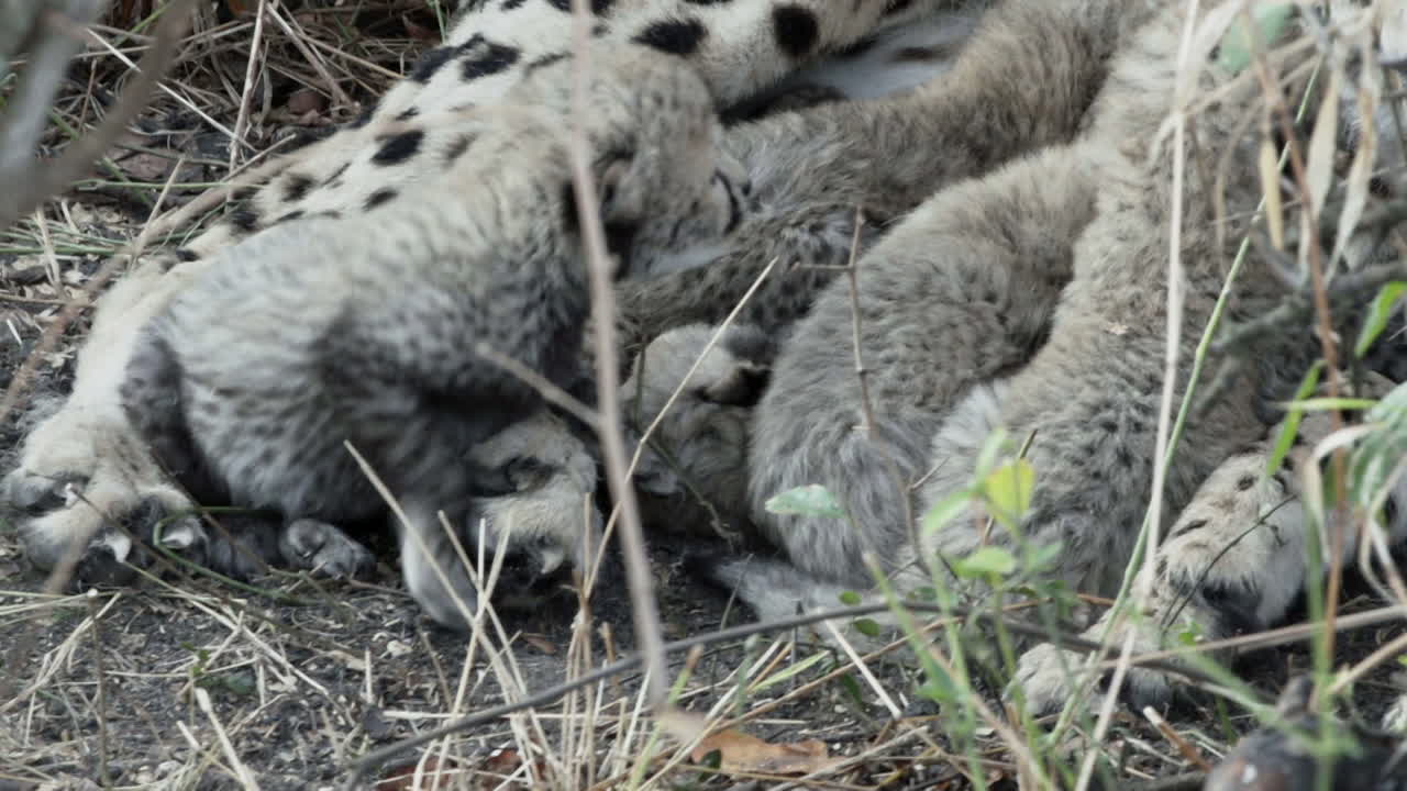 네 마리의 새끼 치타가 젖꼭지에서 물을 마시고, 엄마 치타가 아기의 털을 핥고, 중간 클로즈업 샷